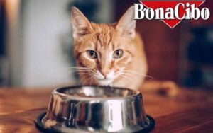 BonaCibo Cat Food Review